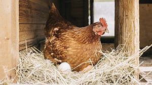 How urban hens can help cities become food secure